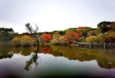 太阳岛秋色