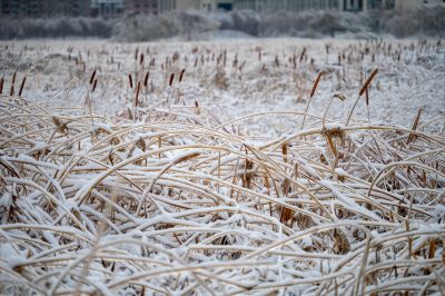 哈尔滨雨雪过后草木皆冰成为冰城的完美诠释