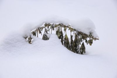 冰雪奇趣