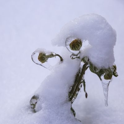 冰雪奇趣
