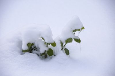 冰雪奇趣