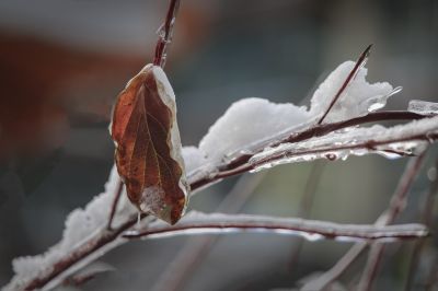冰雪奇趣