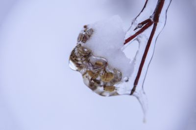 冰雪奇趣