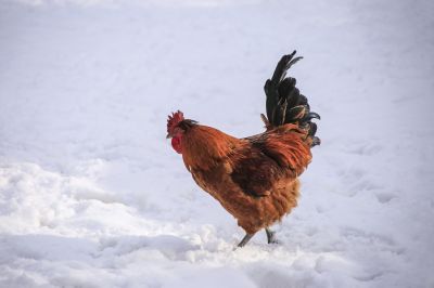 雪地里的鸡