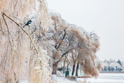下雪的太阳岛2