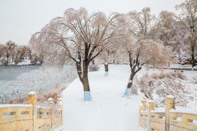 下雪的太阳岛2