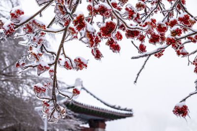 冰糖红果
