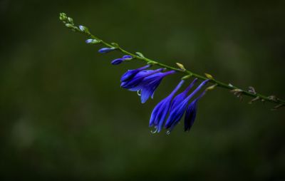 公园里的花草