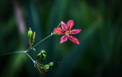 公园里的花草