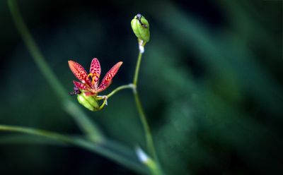 公园里的花草