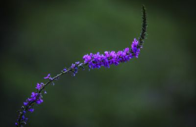 公园里的花草