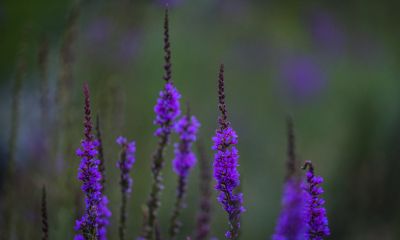 公园里的花草