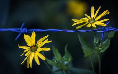 公园里的花草