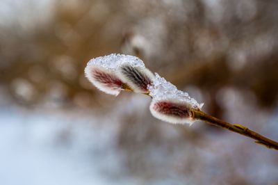 雪润冰城美景如画2