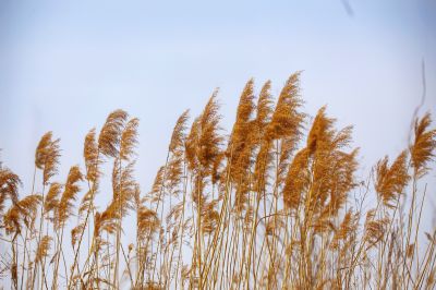 芦苇飘