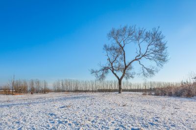 群力外滩湿地春雪2