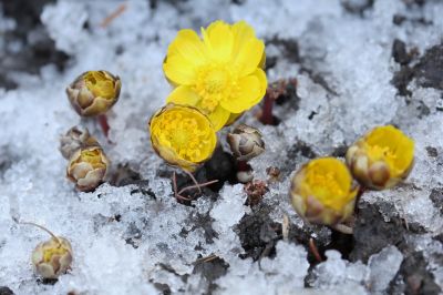 冰凌花及冰雪