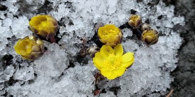 冰凌花及冰雪