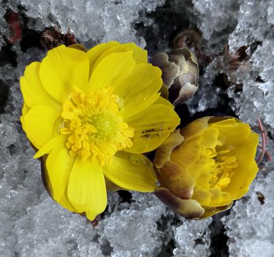 冰凌花及冰雪