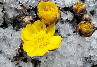 冰凌花及冰雪
