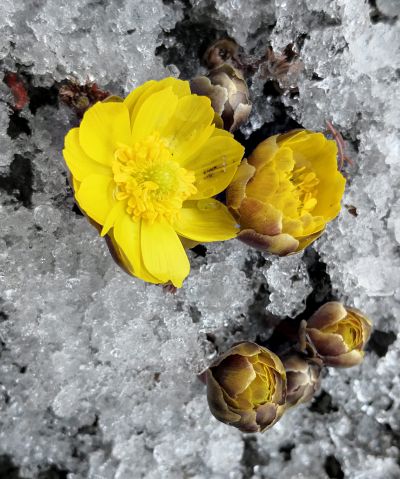 冰凌花及冰雪