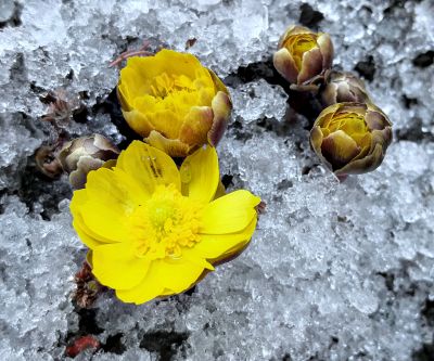 冰凌花及冰雪