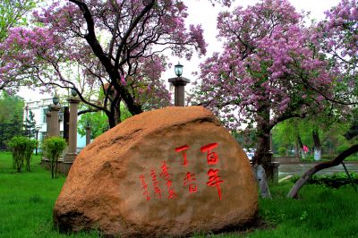 和平邨百年丁香花盛开