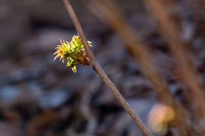 马家沟春意荡漾