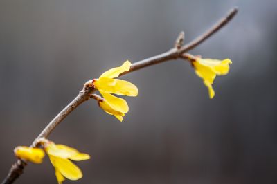 连翘花开