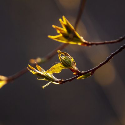 春风吹新绿