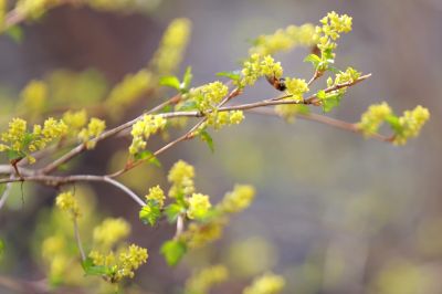 春花满园