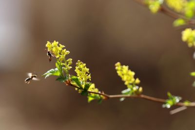 春花满园