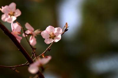 杏花开