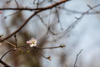 春意荡然鸟语花香