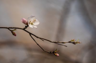 春意荡然鸟语花香