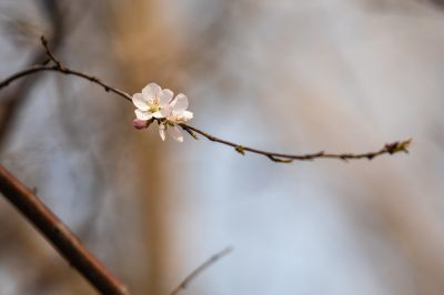 春意荡然鸟语花香