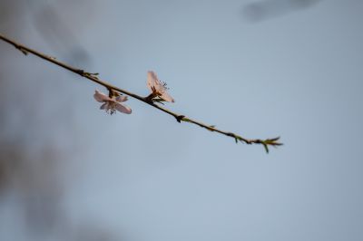 春意荡然鸟语花香