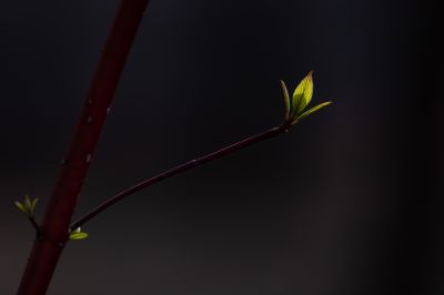 春意荡然鸟语花香