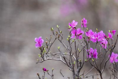 春意荡然鸟语花香