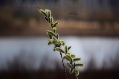 春芽