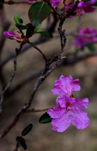 杜鹃花