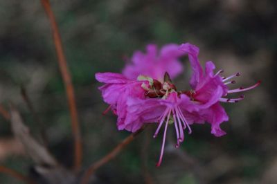 杜鹃花