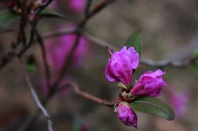 杜鹃花