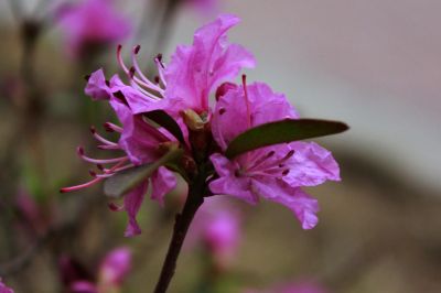 杜鹃花