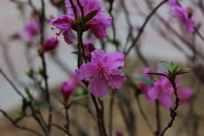 杜鹃花