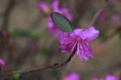杜鹃花