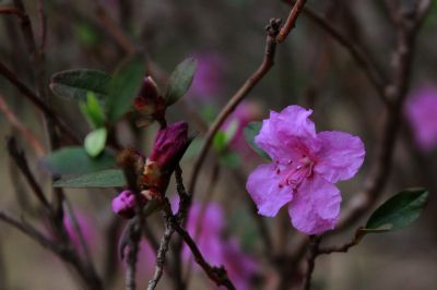 杜鹃花