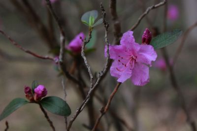杜鹃花