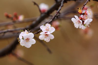 群力湿地公园杏花满枝头