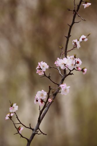 群力湿地公园杏花满枝头